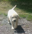 Nabdka tnte labradorskho retrievera