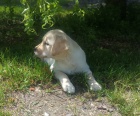 Nabdka tnte labradorskho retrievera