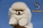 Pomeranian BOO štěňata