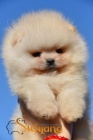 Pomeranian BOO tata