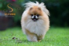 Pomeranian BOO tata
