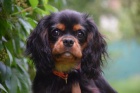 Kavalr king charles spaniel s PP tn