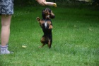 Kavalr king charles spaniel s PP tn