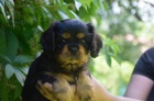 tn Kavalr King Charles panl s PP