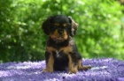 tn Kavalr King Charles panl s PP