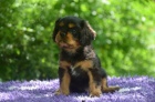 tn Kavalr King Charles panl s PP