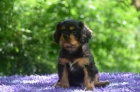 tn Kavalr King Charles panl s PP