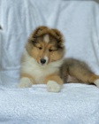 tata sheltie