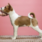 ttka Basenji