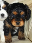 MINI YORKIPOO