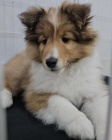 SHELTIE