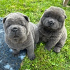 tata okovan shar-pei(modr)