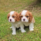tata Kavalr King Charles Spaniel.