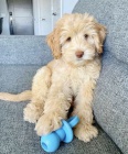 Mini Schnoodle tata