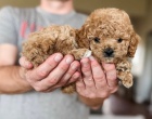 štěňata Cavapoo