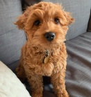 Šteniatka doodle na adopciu