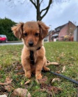 Kokoni šteniatka na adopciu