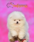 Pomeranian Boo tata