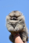 Pomeranian Boo tata