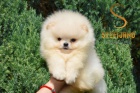 Pomeranian Boo tata
