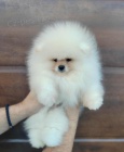 Pomeranian tata
