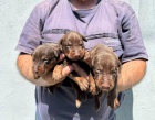 DOBERMAN tata na prodej