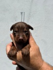 DOBERMAN tata na prodej