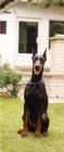 DOBERMAN tata na prodej