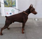 DOBERMAN tata na prodej