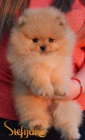 Pomeranian BOO tata
