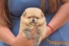 Pomeranian BOO tata