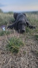 Nmeck doga  krsn tata