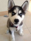 mini tata sibiskho huskyho