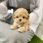 MNI Maltipoo