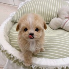 MNI Maltipoo