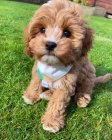 Cavapoo