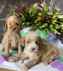 tata Cockapoo