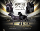 Cane Corso tata