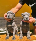 Cane Corso tata