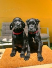 Cane Corso tata
