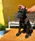 Cane Corso tata
