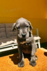 Cane Corso tata