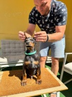 DOBERMAN tata na prodej