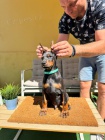 DOBERMAN tata na prodej