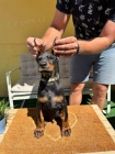 DOBERMAN tata na prodej