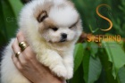 Pomeranian BOO tata