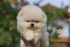 Pomeranian BOO tata