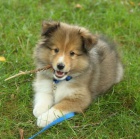 tata sheltie k adopci