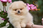 Pomeranian BOO medvdci, tata Pomeranskho pice