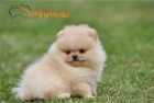 Pomeranian BOO medvdci, tata Pomeranskho pice
